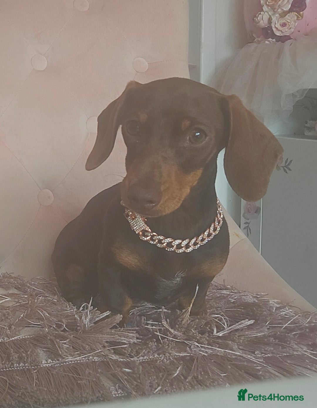 Miniature Dachshund dogs 10 month old pedegree minature dashound - Advert 4
