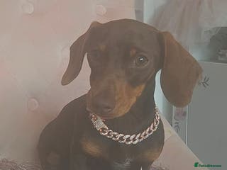 Miniature Dachshund dogs 10 month old pedegree minature dashound - Advert 4