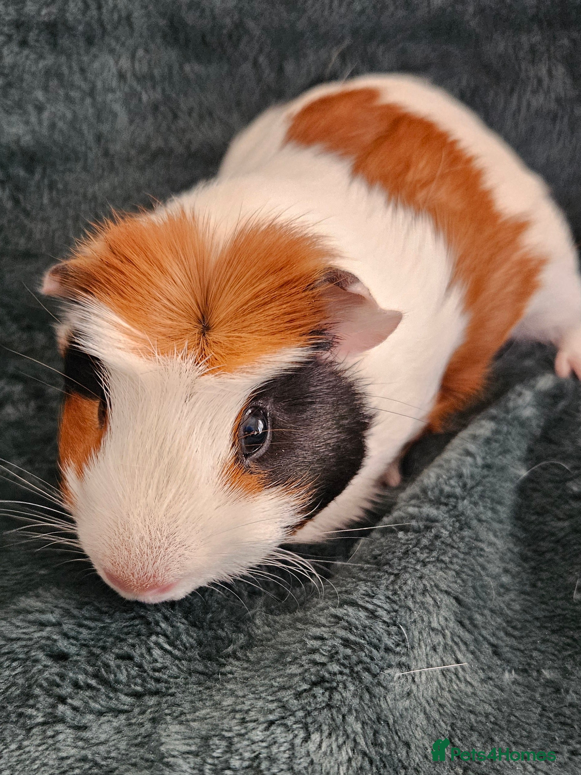 Guinea Pig rodents Two male guinea pigs - Advert 2