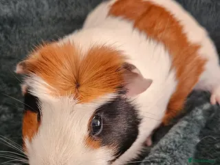 Guinea Pig rodents Two male guinea pigs - Advert 2