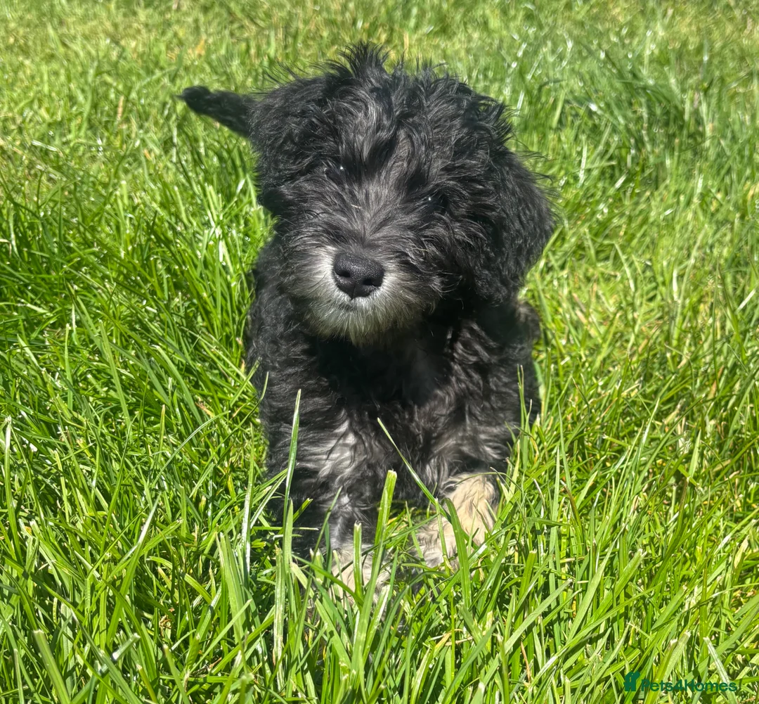 Schnoodle dogs for sale: Stunning F1 Schnoodle puppies KC reg parents!!  - Advert 2