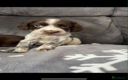 Cocker Spaniel dogs for sale: Cocker Spaniel Puppy’s  - Image 24