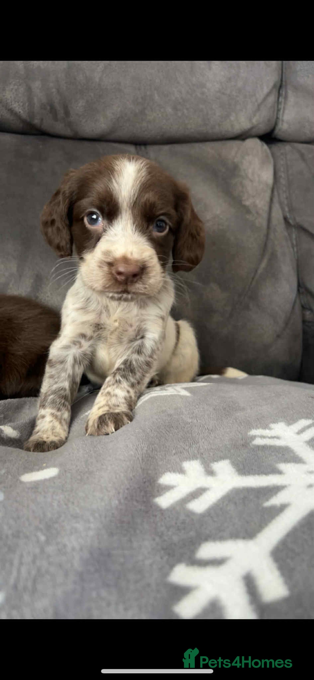 Cocker Spaniel dogs for sale: Cocker Spaniel Puppy’s  - Image 24