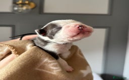 Boston Terrier dogs for sale: Stunning rainbow litter born 5/8/35 - Image 21
