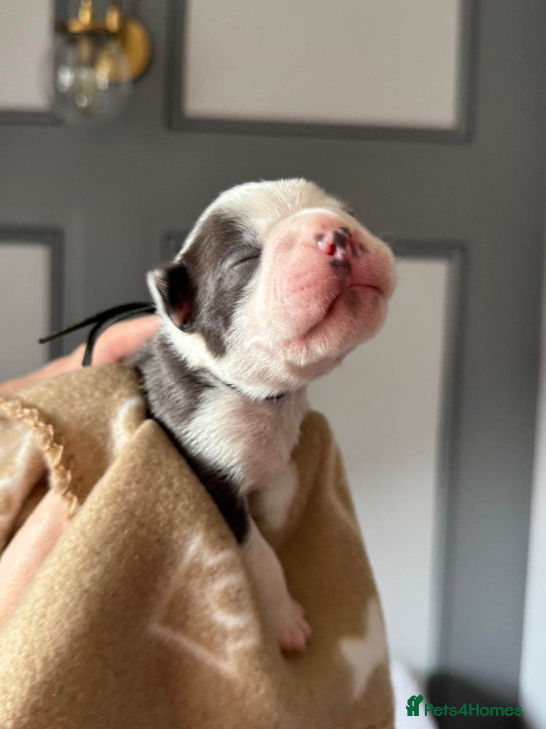 Boston Terrier dogs for sale: Stunning rainbow litter born 5/8/35 - Image 21