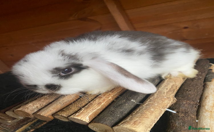Mini Lop rabbits - Advert 2