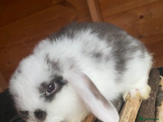 Mini Lop rabbits - Advert 4