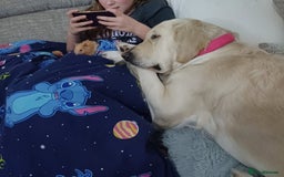 Golden Retriever dogs for sale: 🐾 Golden Retriever Puppies – Ready in December 🐾 - Image 20