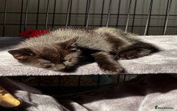 British Shorthair cats for sale: Loki - 6 months old kitten - Image 6