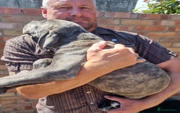 Cane Corso dogs for sale: Italian cane corso puppies  - Image 15