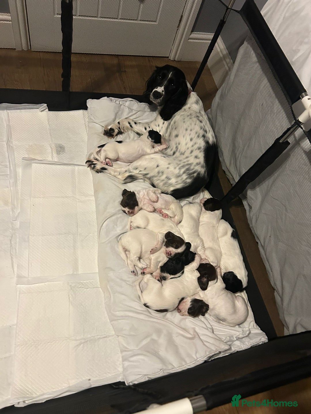 English Springer Spaniel dogs for sale: English Springer spaniel puppies for sale - Advert 7