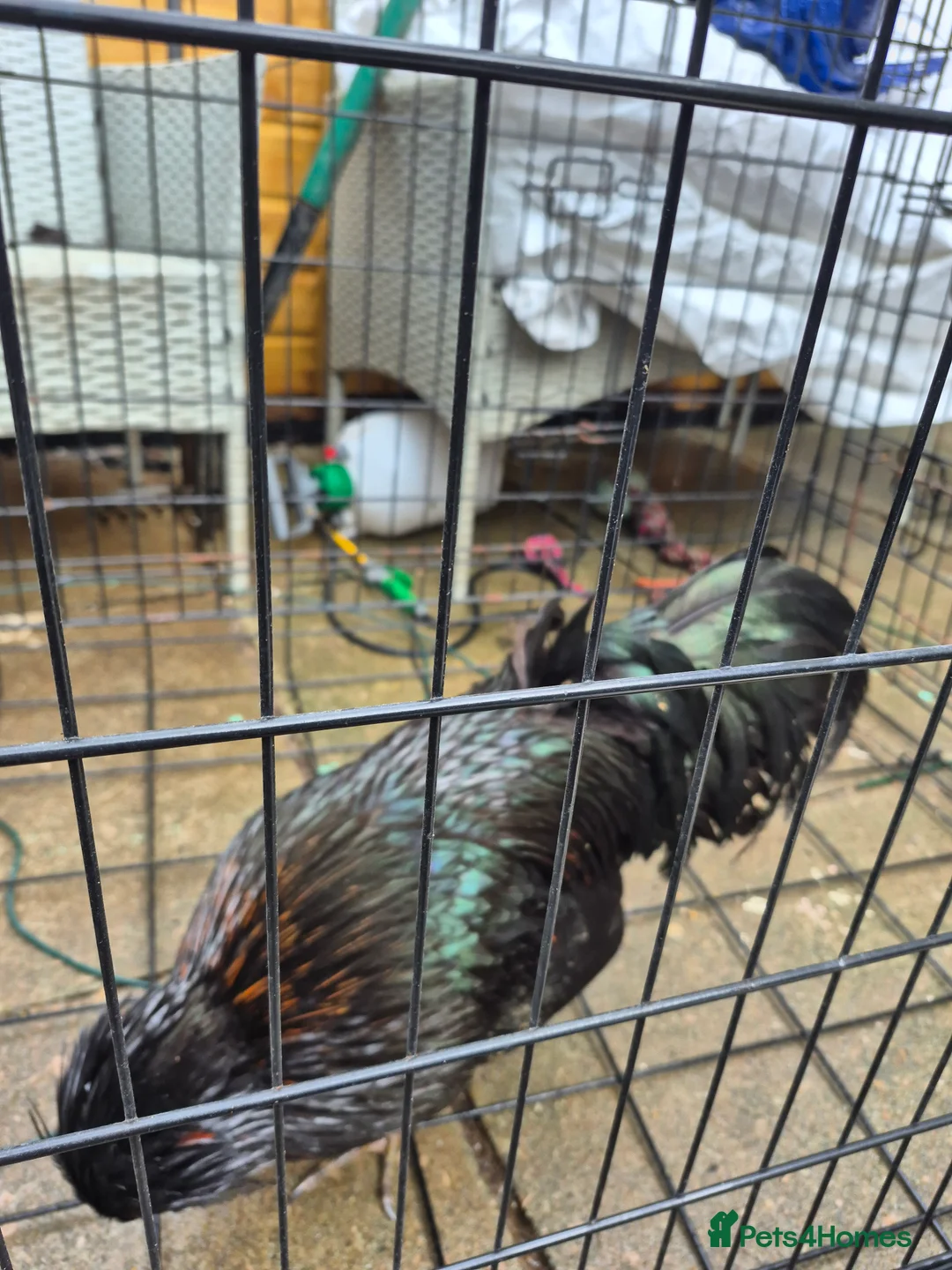 Chickens poultry for sale: 2 polish bantam Roosters  - Advert 7