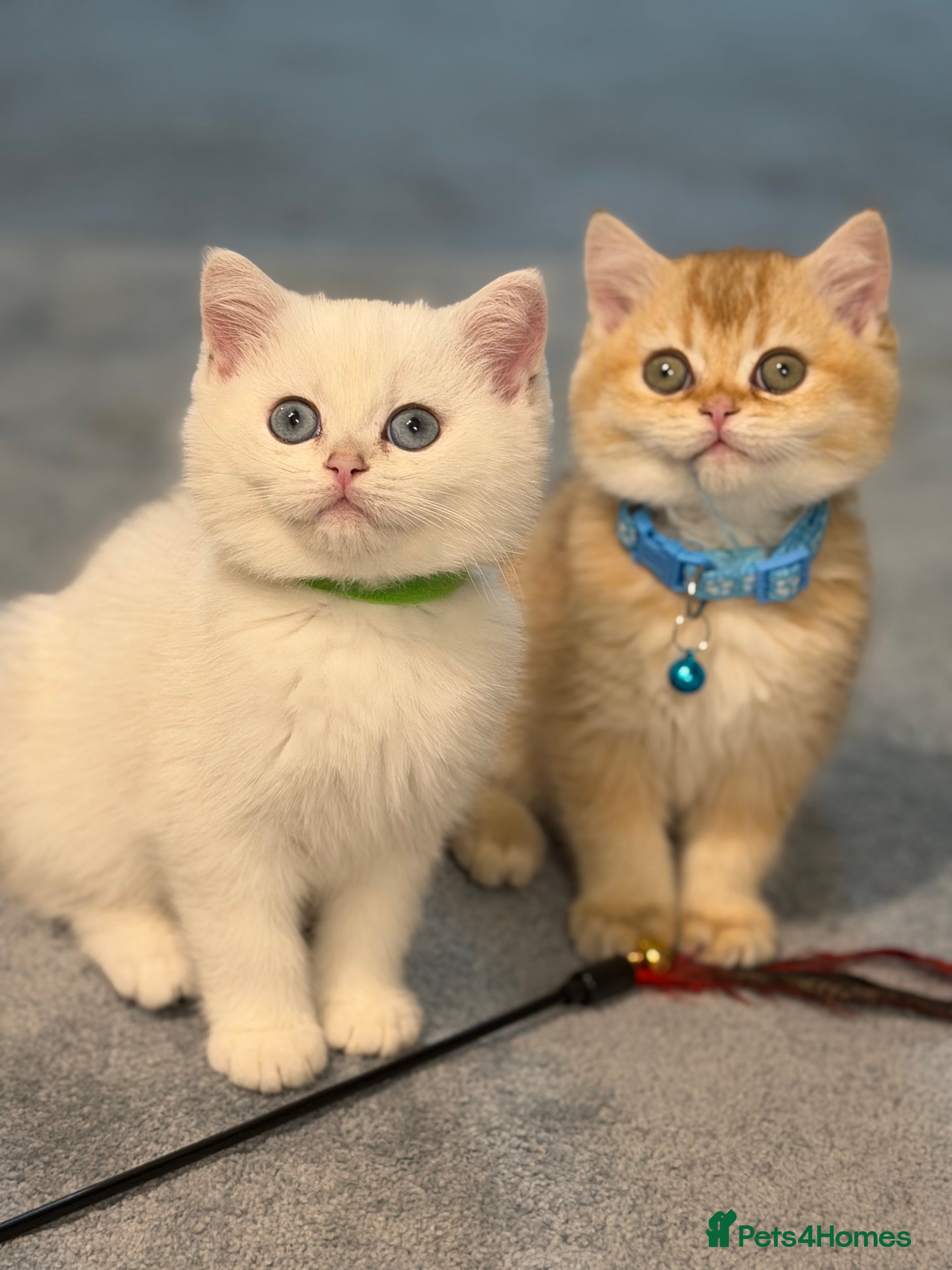 British Shorthair cats British Sh kittens golden GCCF registered  - Advert 18