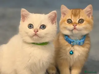 British Shorthair cats British Sh kittens golden GCCF registered - Advert 18