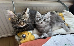 Maine Coon cats for sale: Maine coon - Image 21