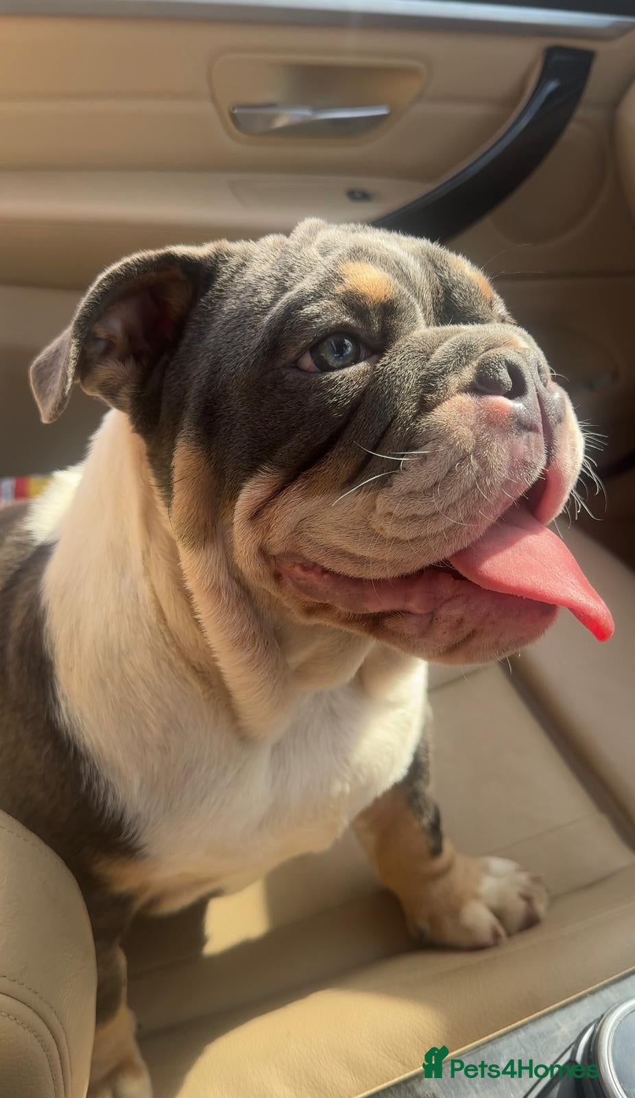 English Bulldog dogs Elite KC Registered English Bulldog Puppies - Advert 1