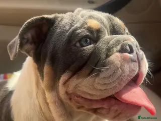 English Bulldog dogs Elite KC Registered English Bulldog Puppies - Advert 1