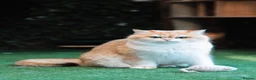 British Shorthair cats for sale: Active queens to pet hobby breeder ONLY  - Advert 9