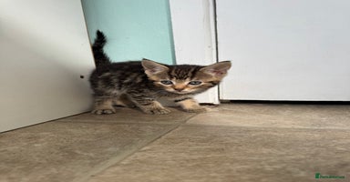 Mixed Breed cats - Advert 10