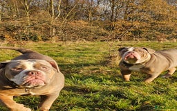 Mixed Breed dogs for sale: The tale of 2 sisters - Image 14