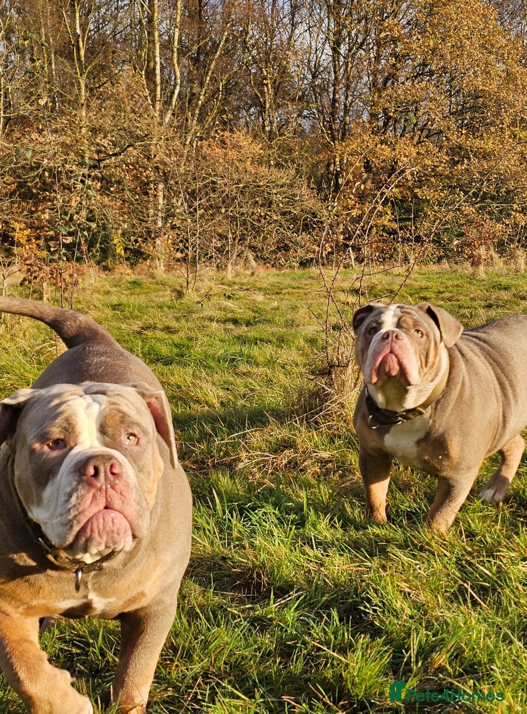 Mixed Breed dogs for sale: The tale of 2 sisters - Image 14
