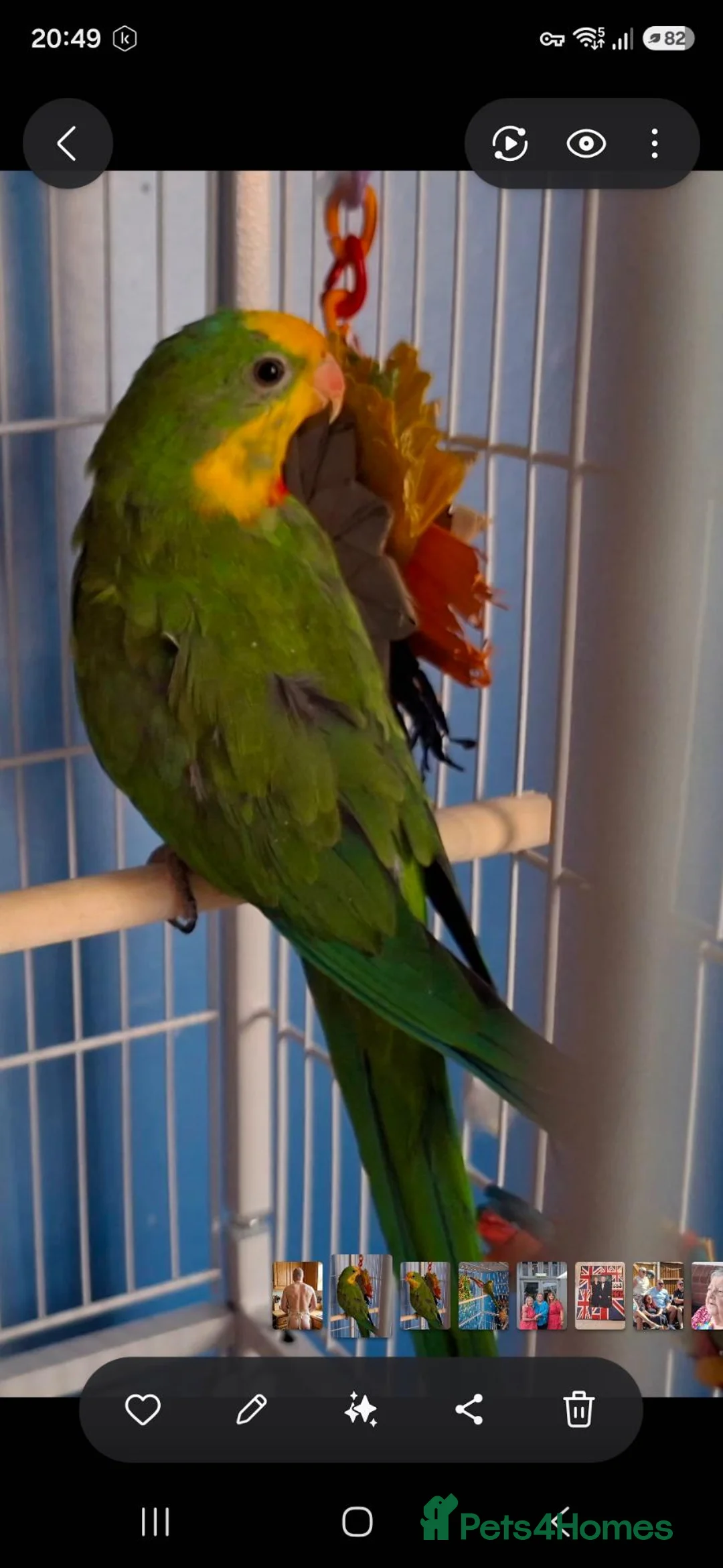 Parakeets birds for sale: PBFD positive Barraband Parakeet in Bexley - Advert 2