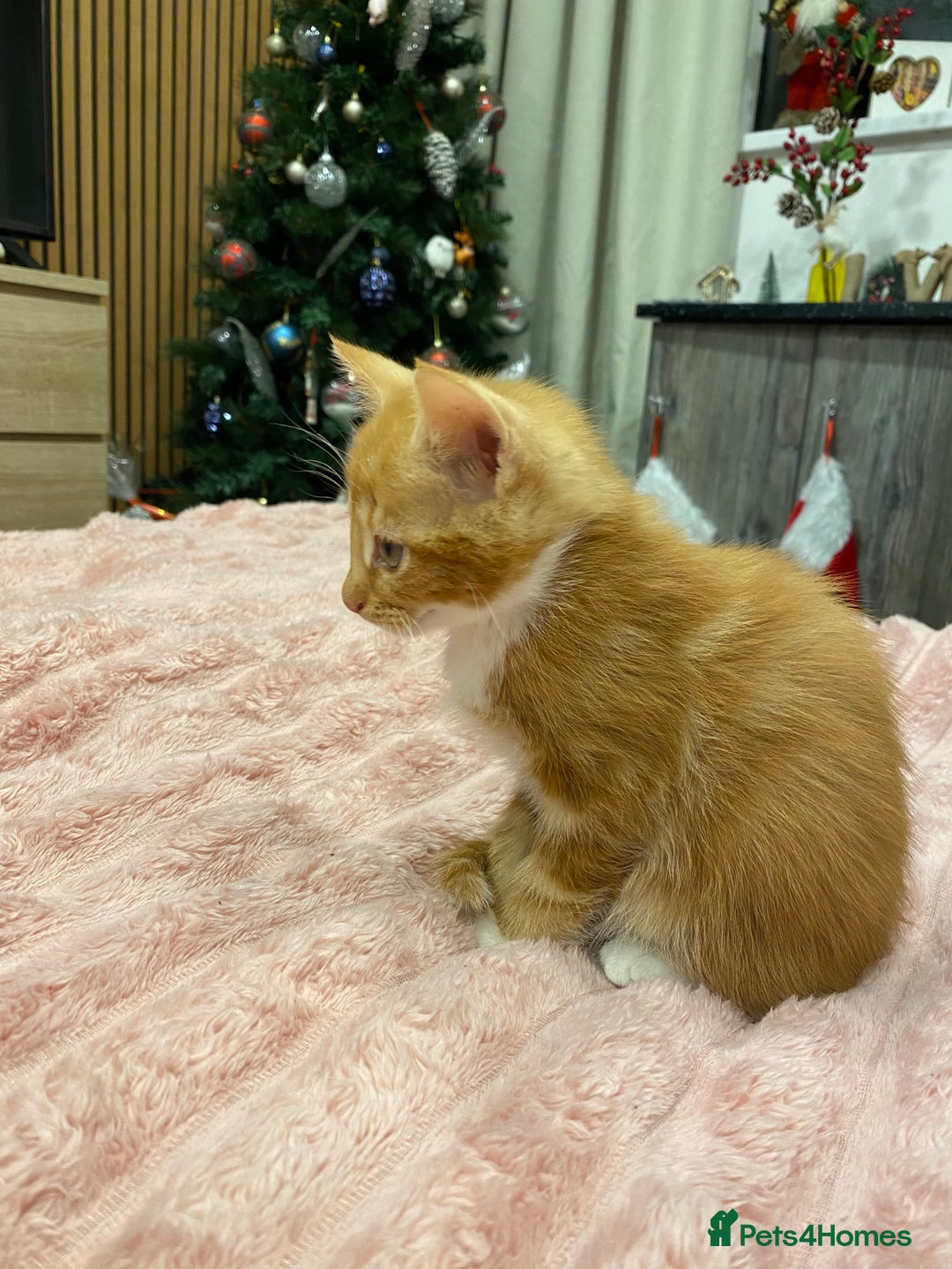 Mixed Breed cats for sale: 5 lovely kittens for sale - Advert 17