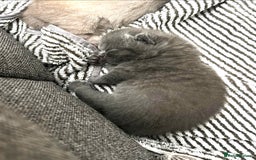 British Shorthair cats for sale: 🩵🐾💖5 Gen Pedigree BSH Kittens – Blue & Cream - Image 2