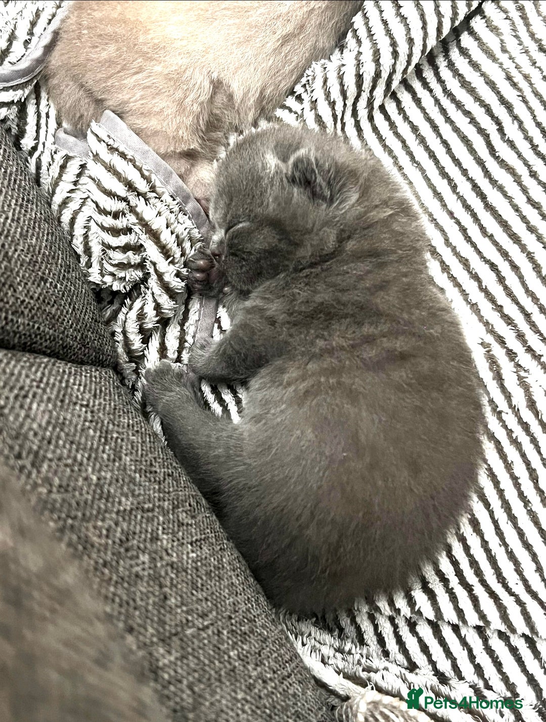 British Shorthair cats for sale: 🩵🐾💖5 Gen Pedigree BSH Kittens – Blue & Cream - Image 2