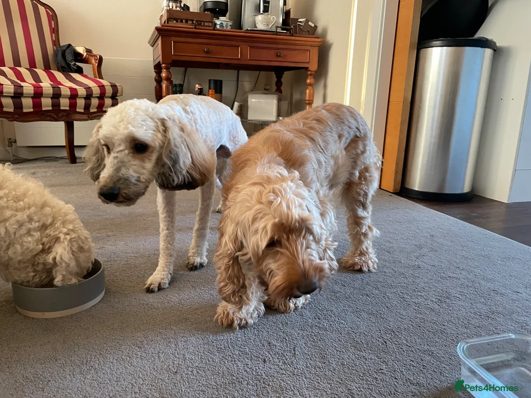 Cockapoo dogs for sale: Beautiful 10-Month-Old Male Cockapoo - Advert 8
