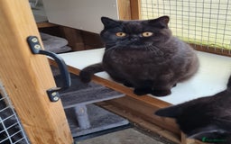 British Shorthair cats for sale: Stunning  GCCF Bred British Shorthair kittens - Image 7