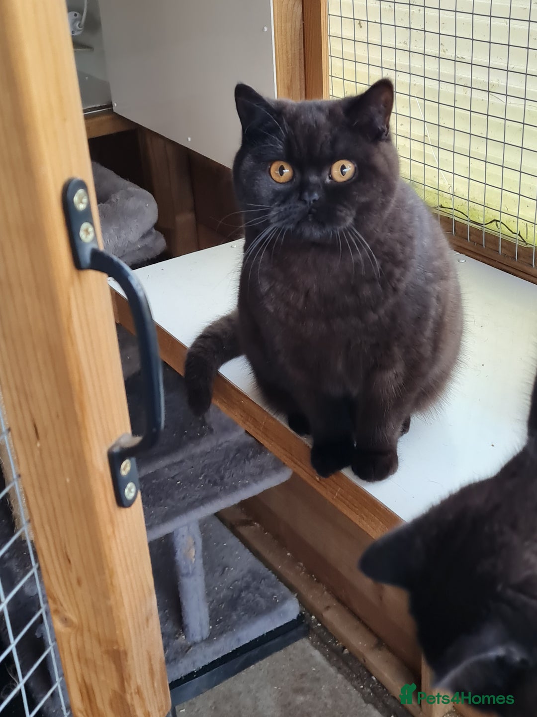 British Shorthair cats for sale: Stunning  GCCF Bred British Shorthair kittens - Image 7