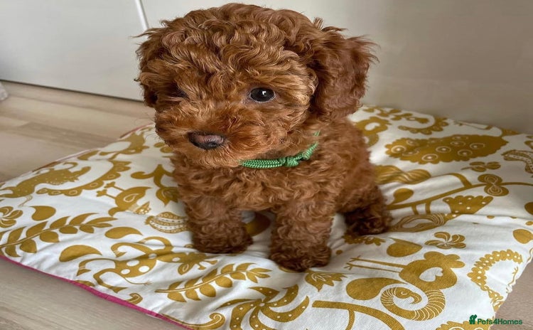Toy Poodle dogs - Advert 4