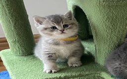 British Shorthair cats for sale: 3 GCCF British Shorthair Kittens– Champion Lines - Image 17