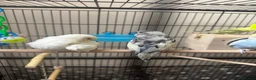 Budgerigars birds for sale: Budgies pair  - Advert 12