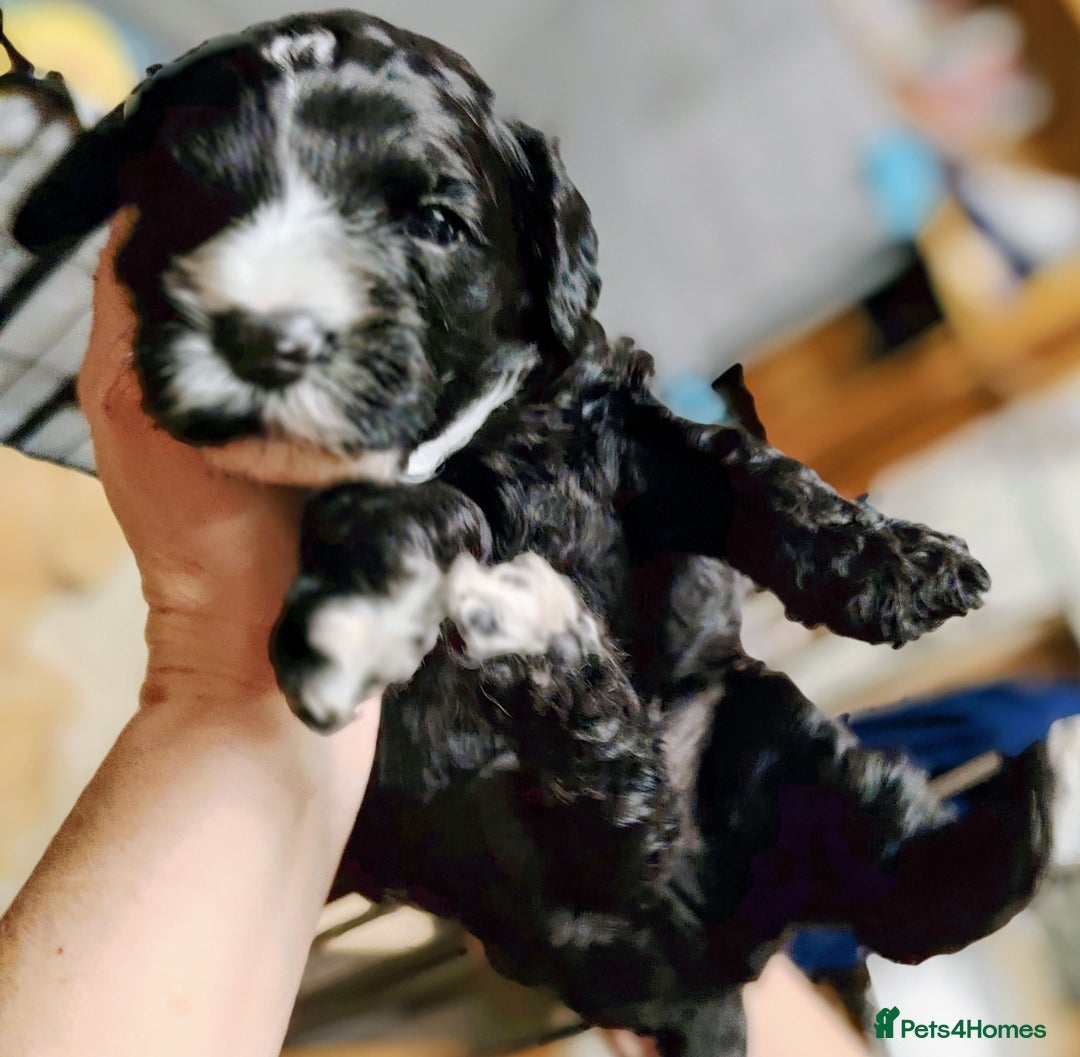 Cockapoo dogs for sale: F3 cockapoo  - Image 30