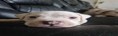 American Bulldog 1