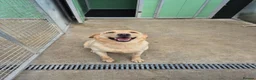 Labrador Retriever dogs for sale: Retired Breeding Lab  - Advert 2