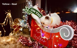 British Shorthair cats for sale: BSH Males and Females available  - Image 9