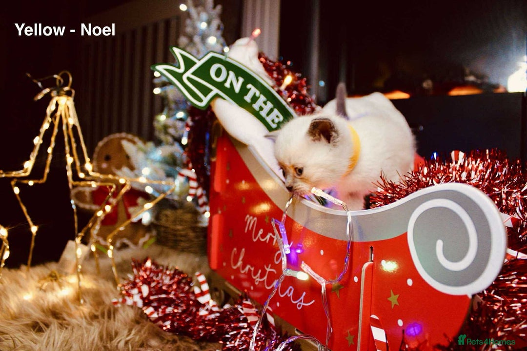 British Shorthair cats for sale: BSH Males and Females available  - Image 9