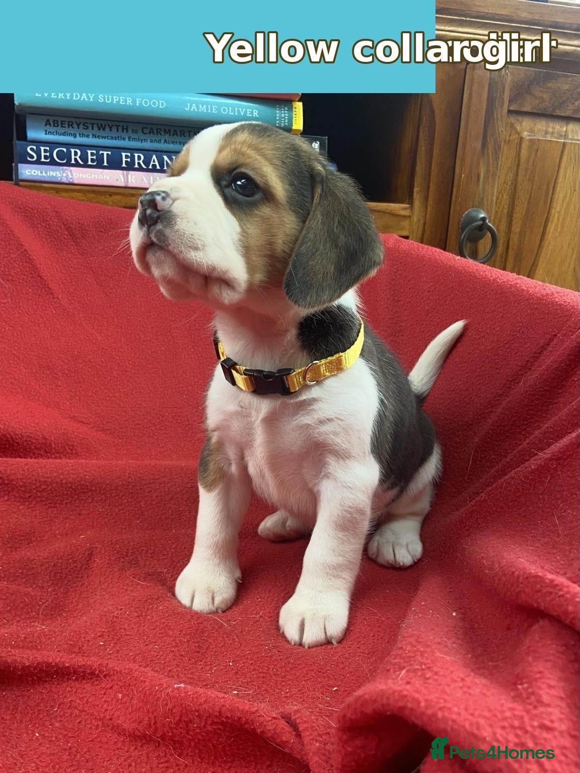 Beagle dogs Beautiful Beagle puppies for sale  - Advert 2