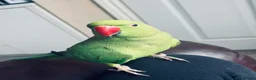Parrots birds for sale: Indian ringneck female parrot - Advert 2