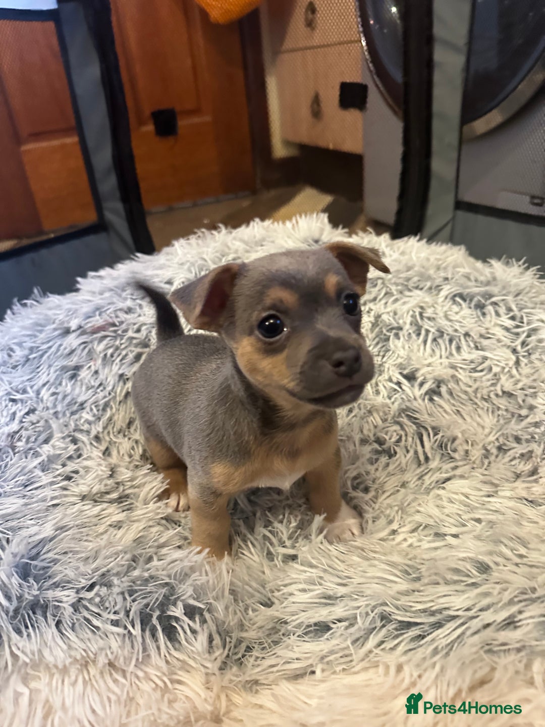 Jack Russell dogs for sale: Miniature miniature Jack Russel Puppies - Advert 20