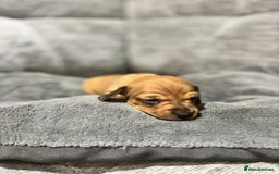 Miniature Dachshund dogs for sale: Beautiful Miniature Dachshund Puppies - Image 9