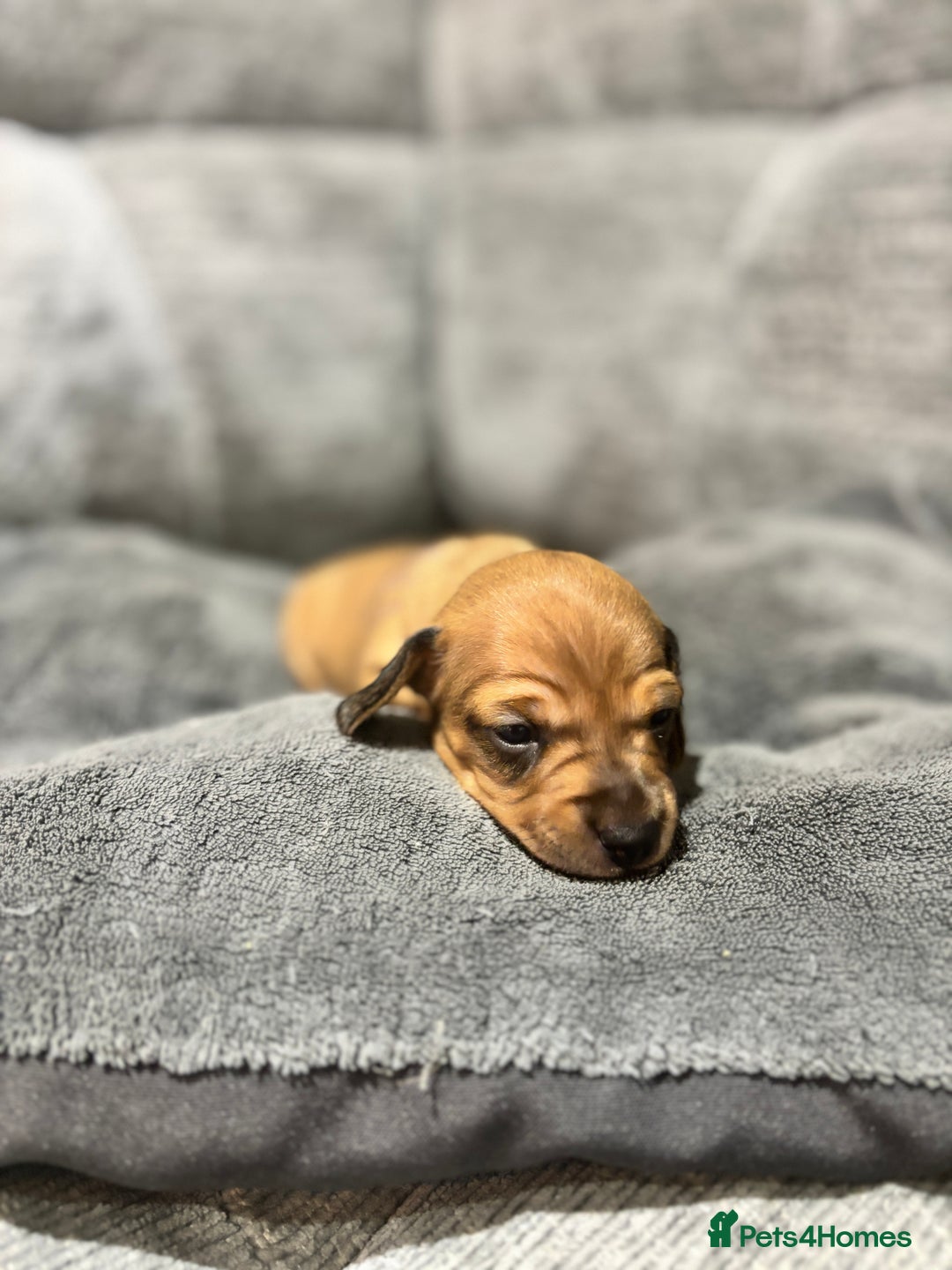 Miniature Dachshund dogs for sale: Beautiful Miniature Dachshund Puppies - Image 9