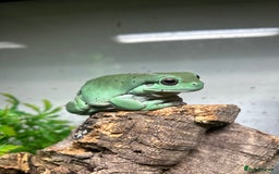 Frog reptiles for sale: Whites tree frog male  - Image 2