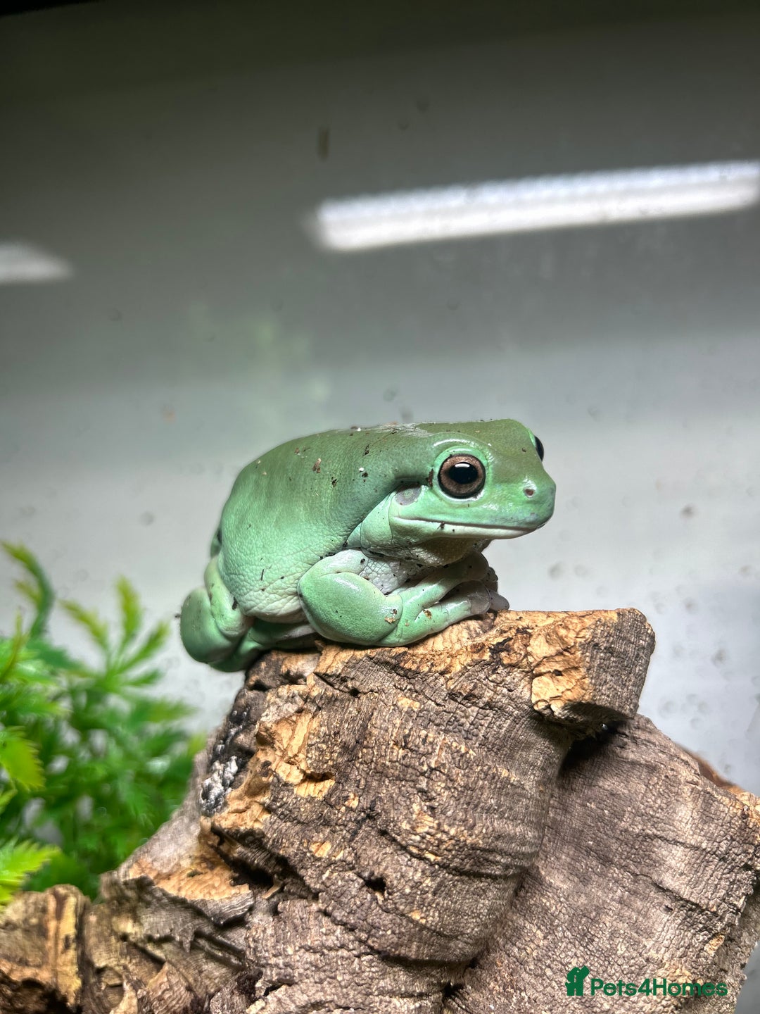 Frog reptiles for sale: Whites tree frog male  - Image 2