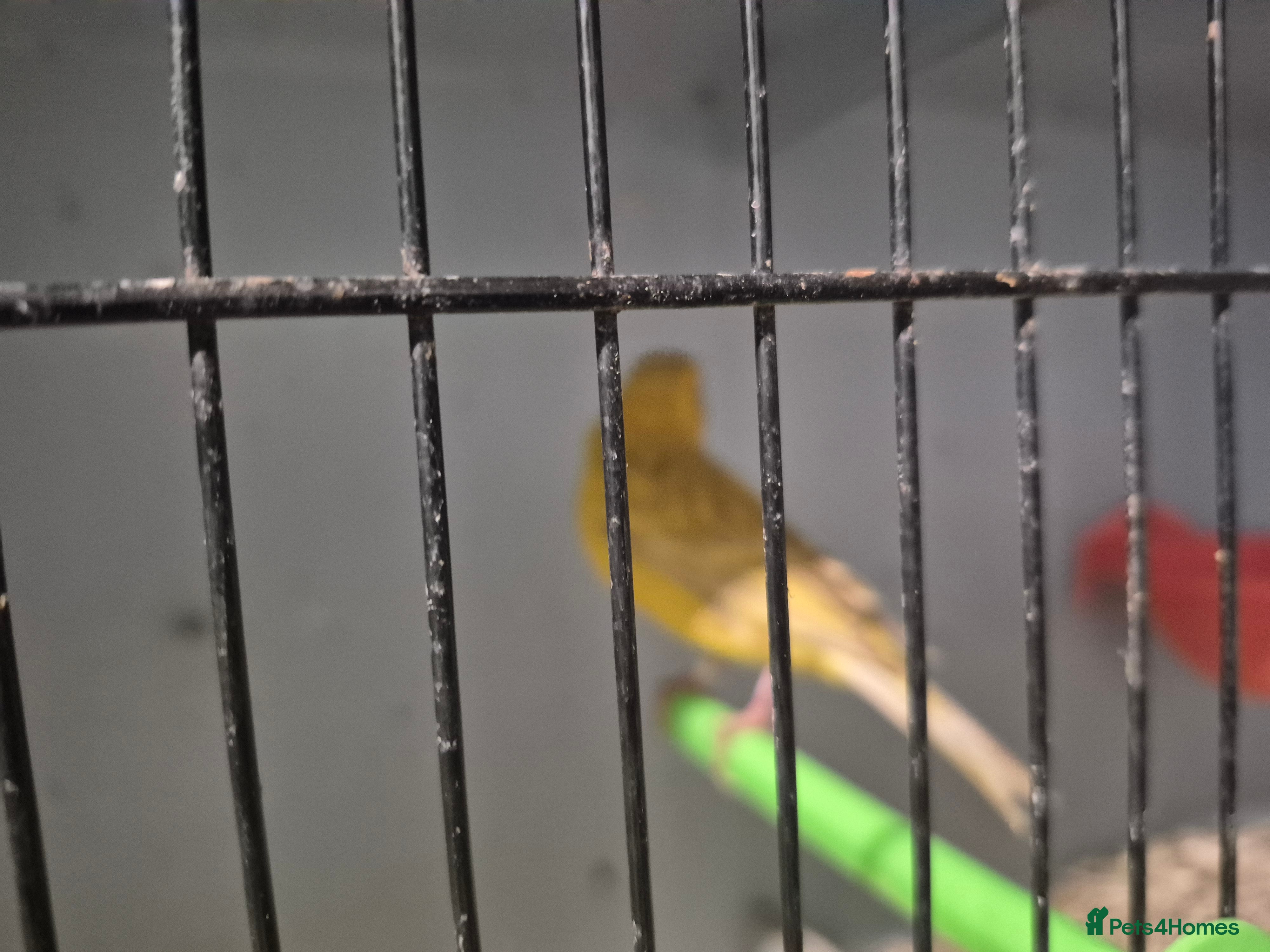 Mixed Breed birds Mix bird - Advert 6