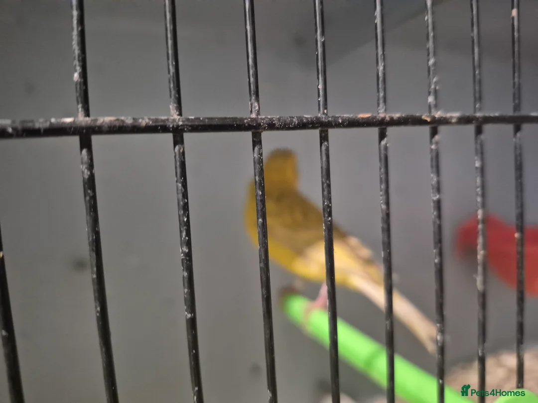 Mixed Breed birds for sale: Mix bird - Advert 5