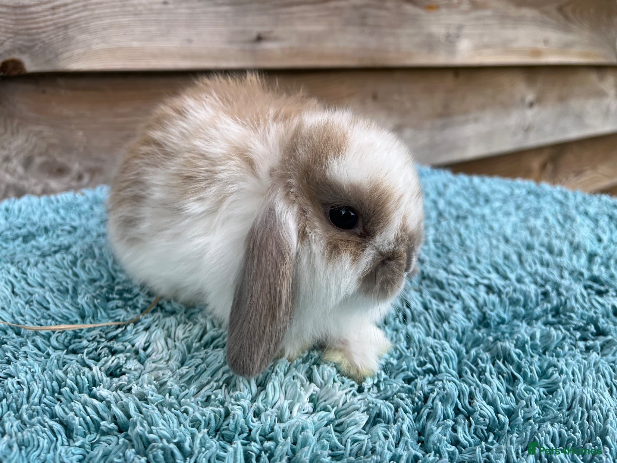 Mini Lop rabbits for sale: Gorgeous pure Mini lops  - Advert 10